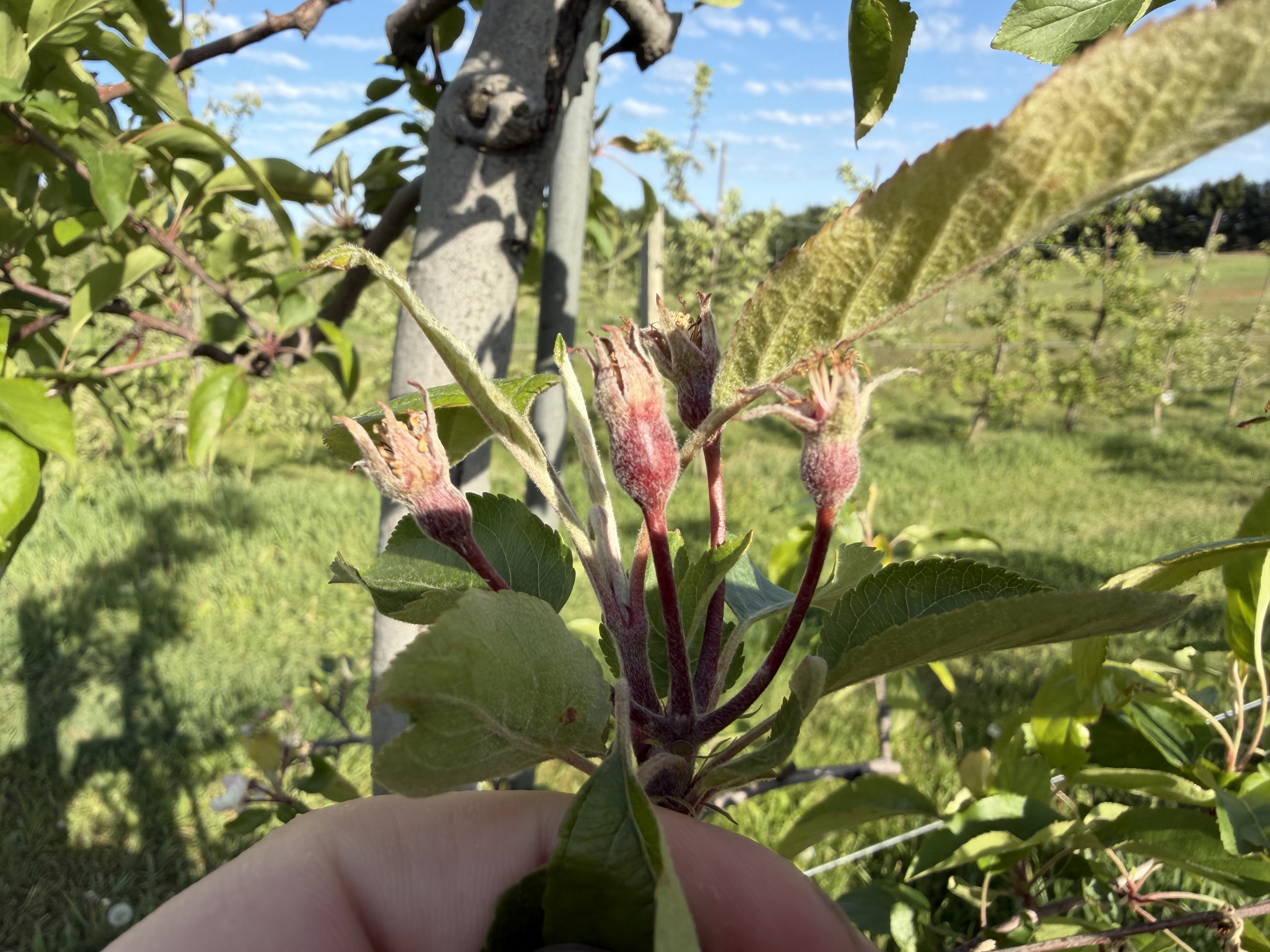 Gala fruitlet at 7 mm.